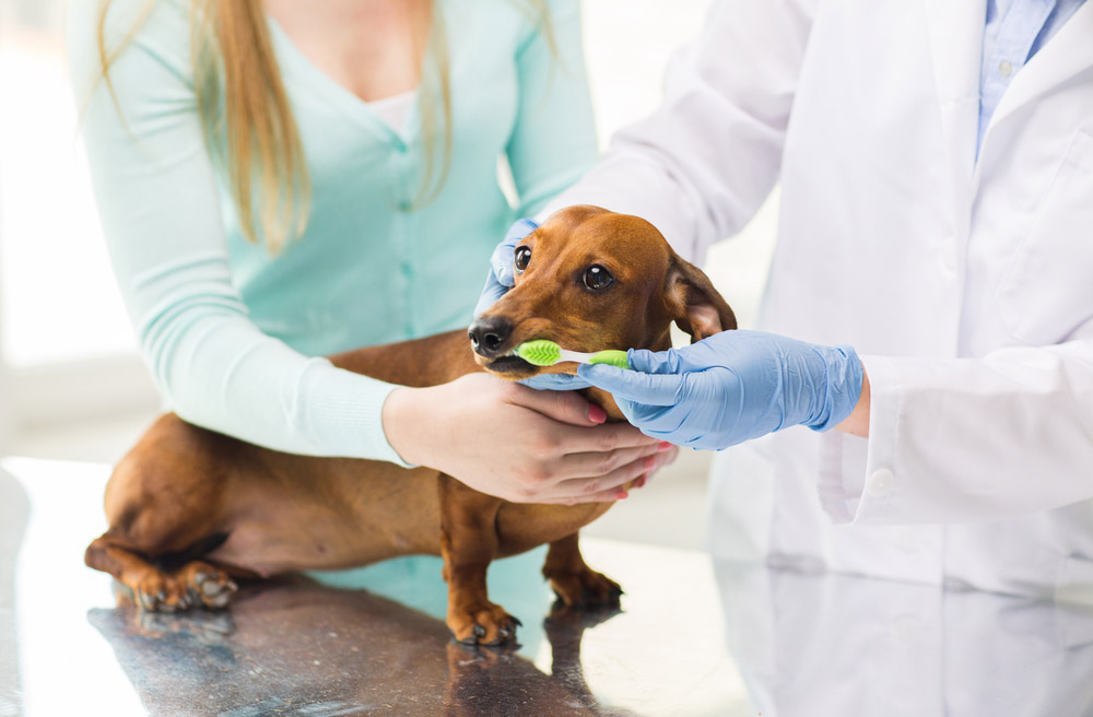 Pet Dental Care FAQ